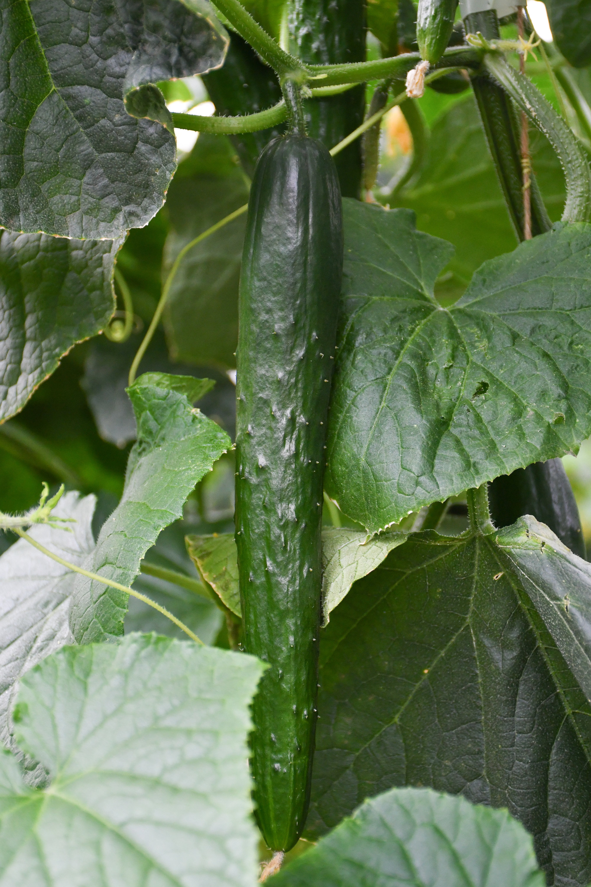 フォトギャラリー