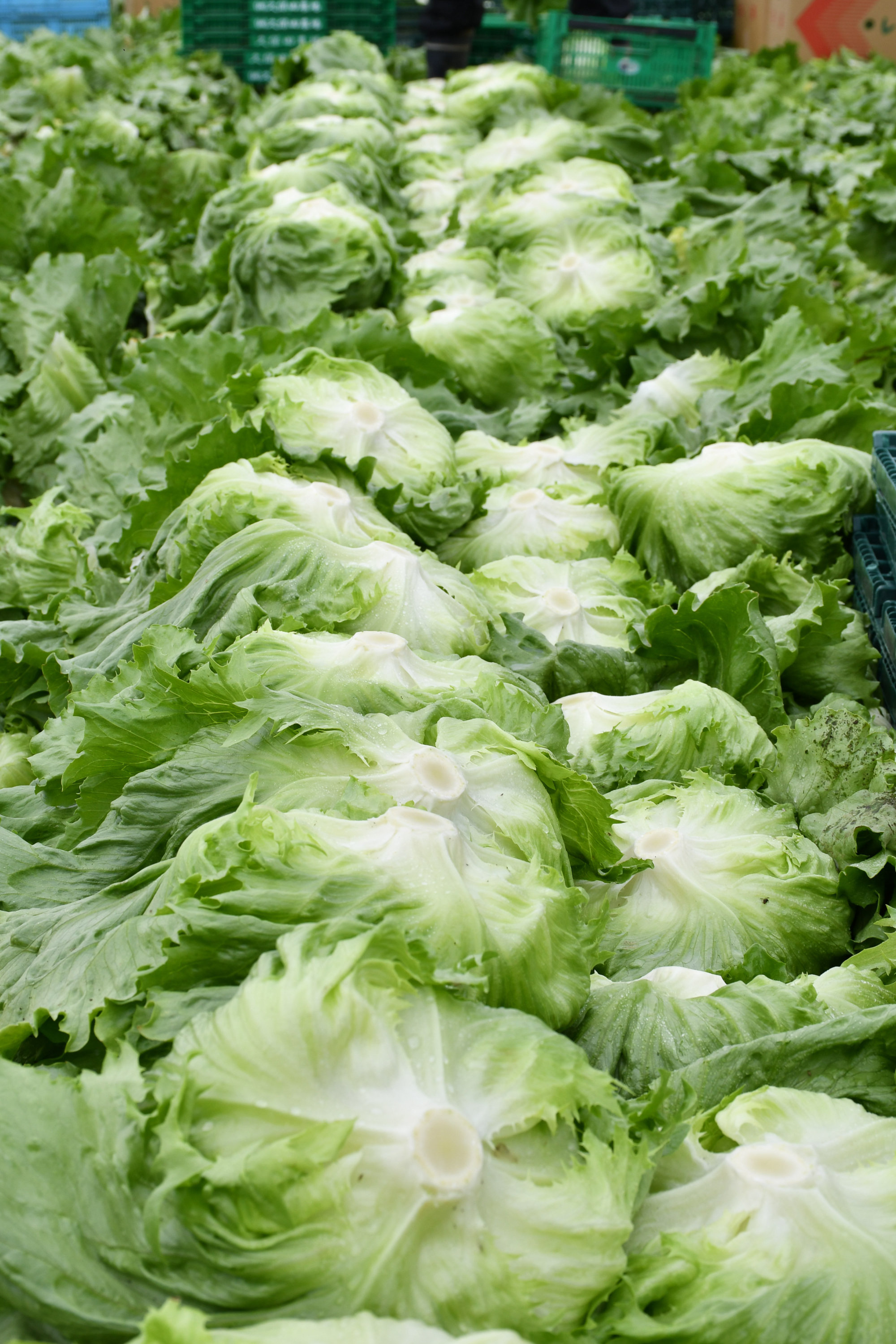 フォトギャラリー