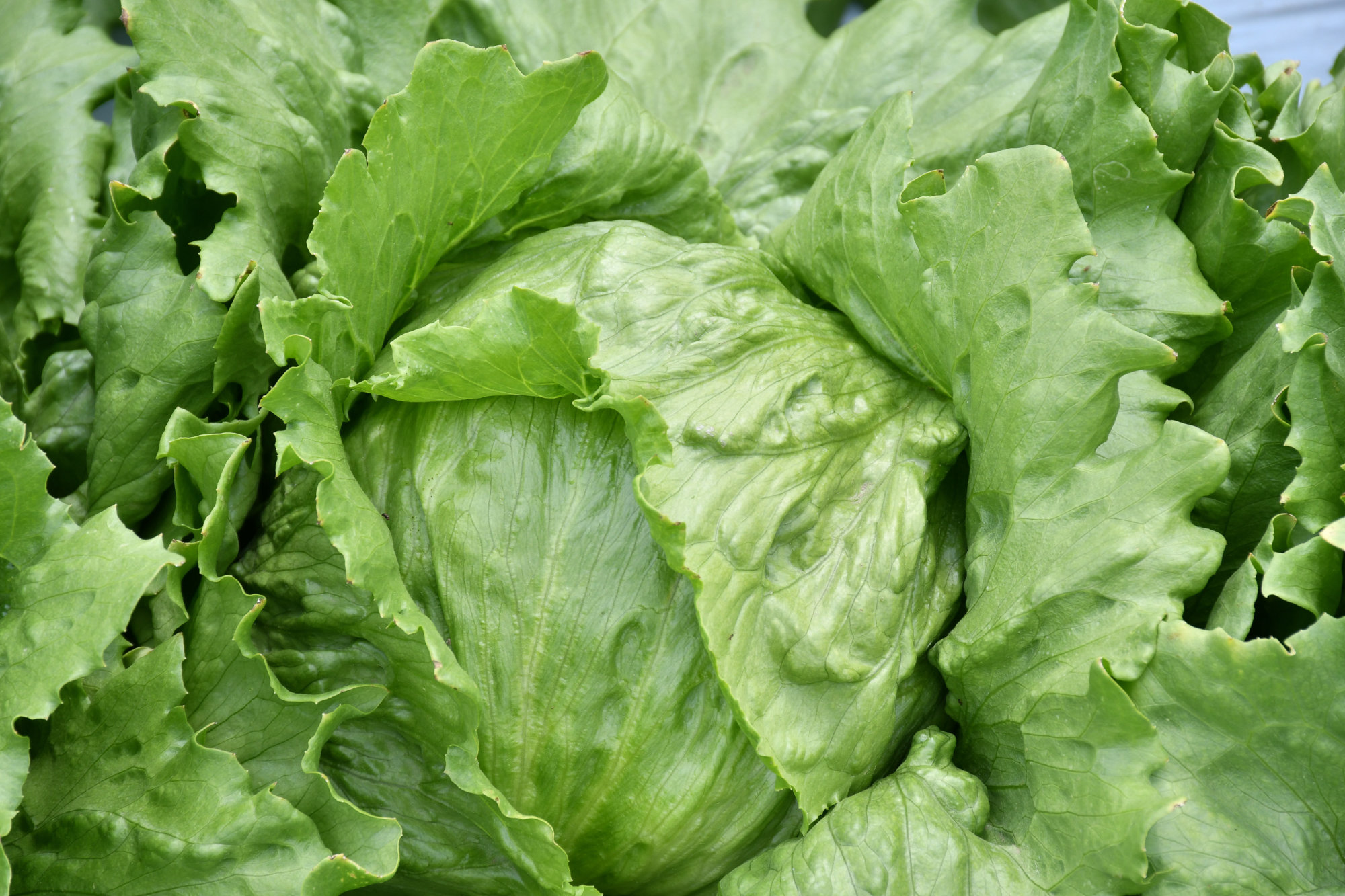 フォトギャラリー