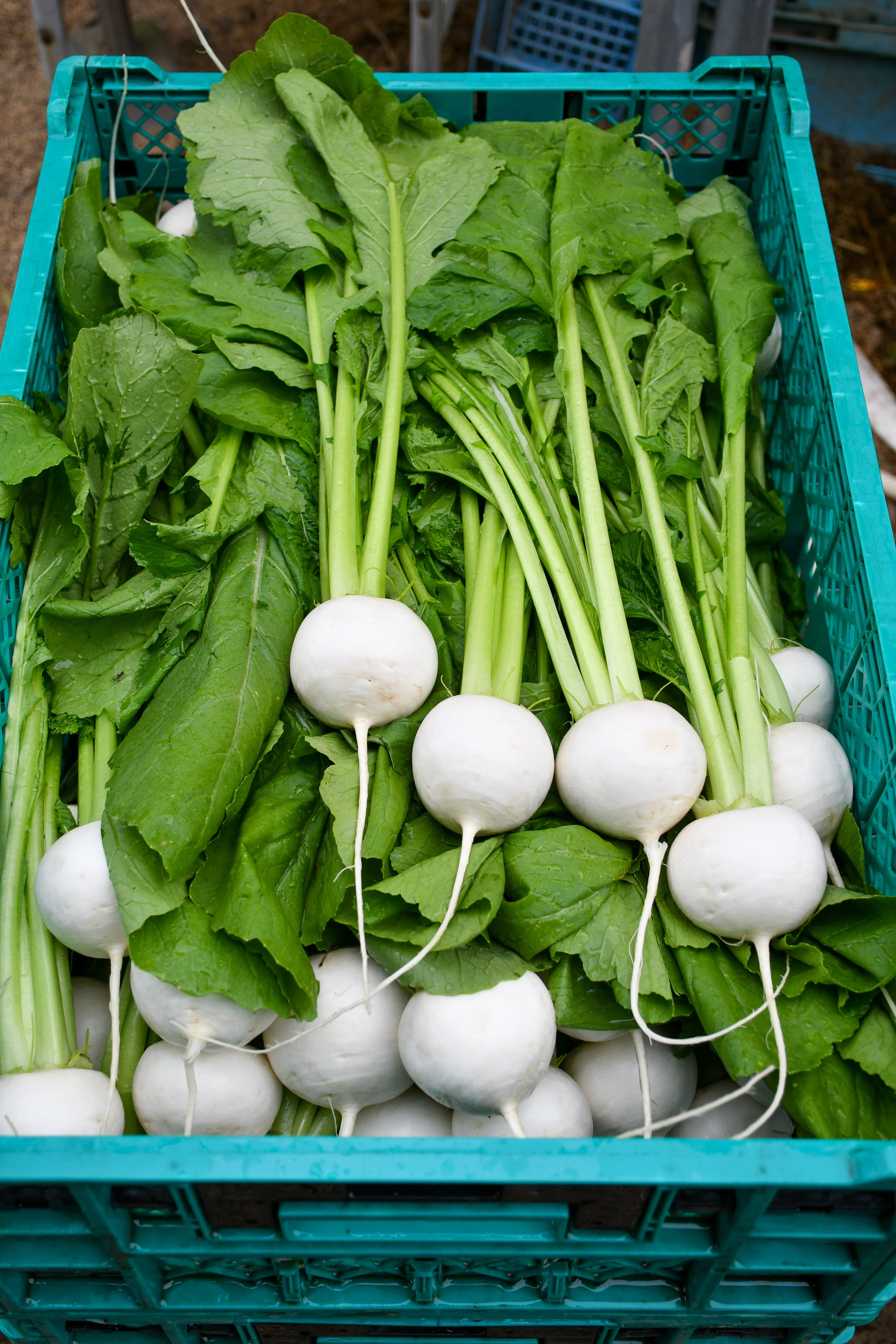 フォトギャラリー