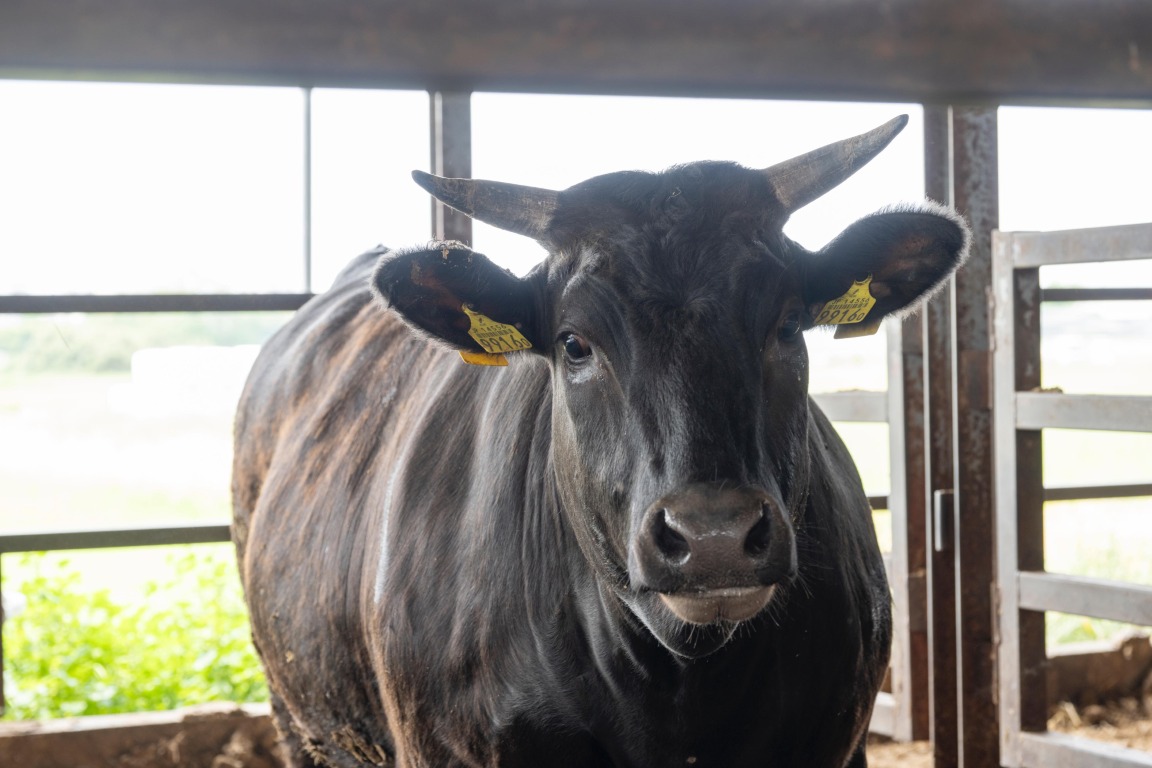 フォトギャラリー