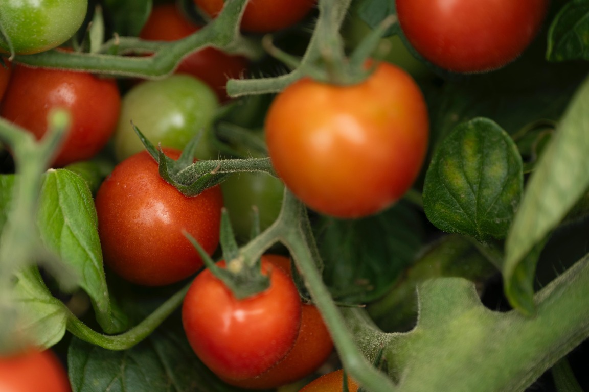 フォトギャラリー